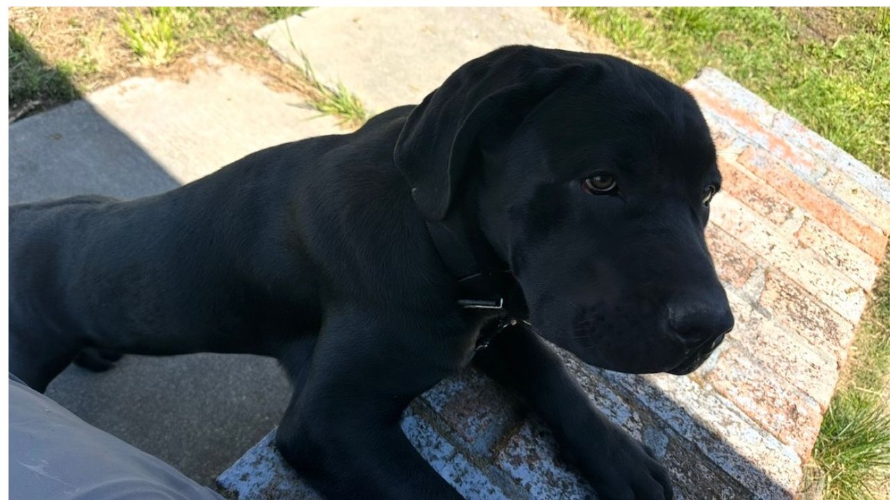 Vallejo pet cremation